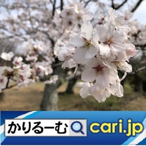19_sakura20200408w500x500.jpg