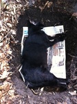 黒猫クロ　埋葬　IMG_7052.jpg