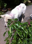 犬 サクラ IMG_1042.jpg