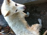 犬サクラ 20120112154619e19.jpg