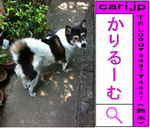 inu-kuro-110604-1011.png