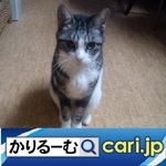 6_cat191204w500x500.jpg