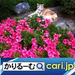 5_catflower191204w500x500.jpg