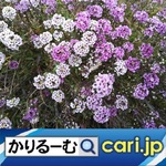 73_Purple Flowers22128w500x500.jpg