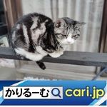 2025-13cat250522w500x500.jpg