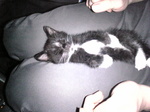 サブ（白黒猫） 膝の上で寝てる　Image103.jpg