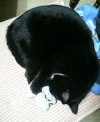 黒白猫　サブ　寝てる　090121_010311.JPG
