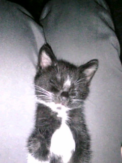 黒白猫　サブ　膝で寝てる　恐らく車の中　　090130_182314.JPG