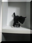 黒白子猫　サブ　Image116.jpg